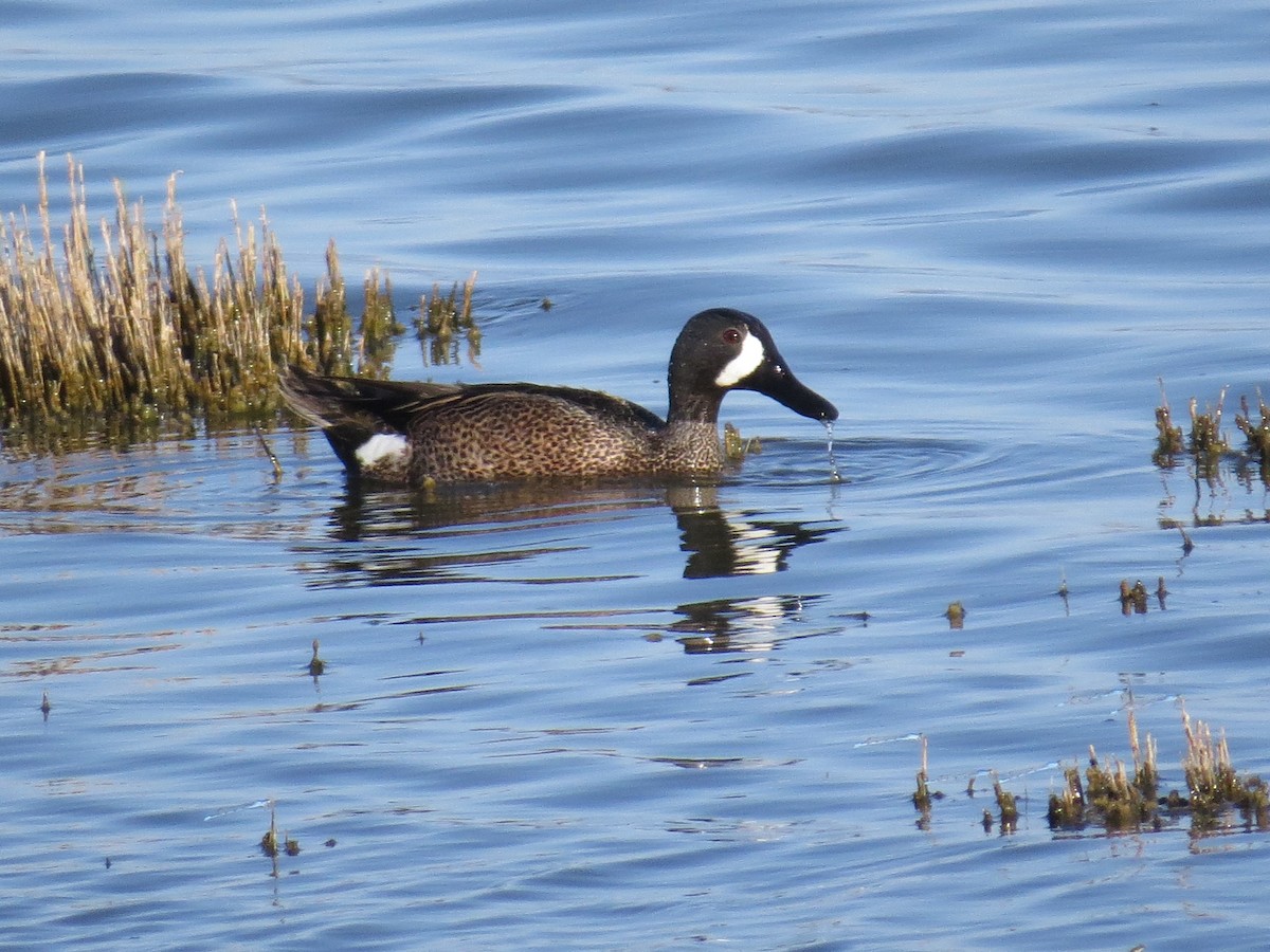 Blue-winged Teal - ML234099771