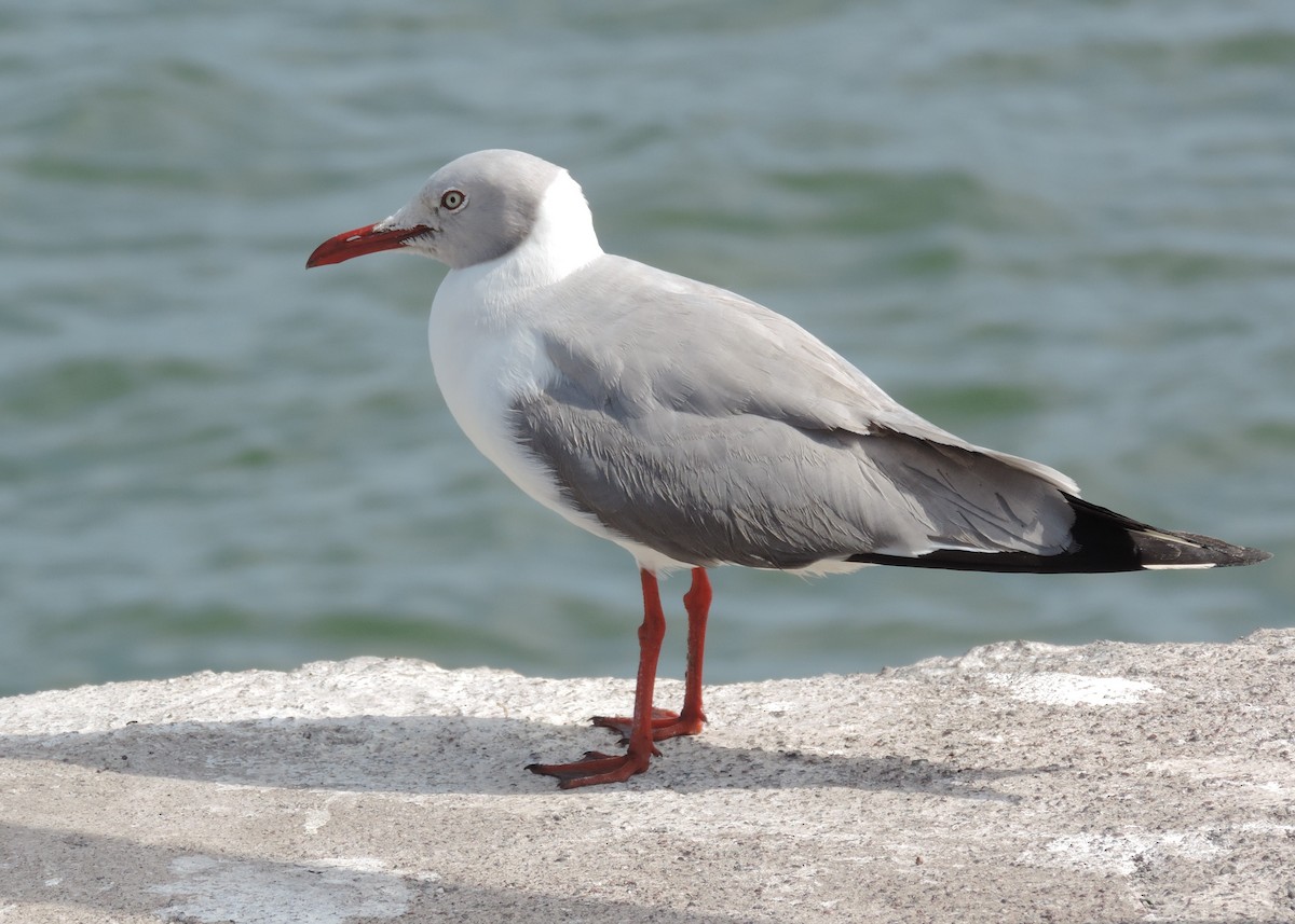 Gray-hooded Gull - Laurie Koepke