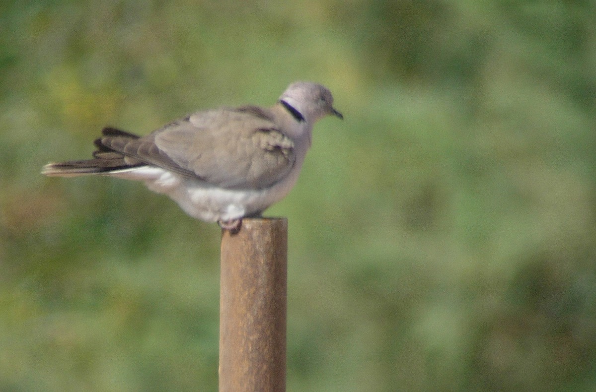 African Collared-Dove - ML23410781