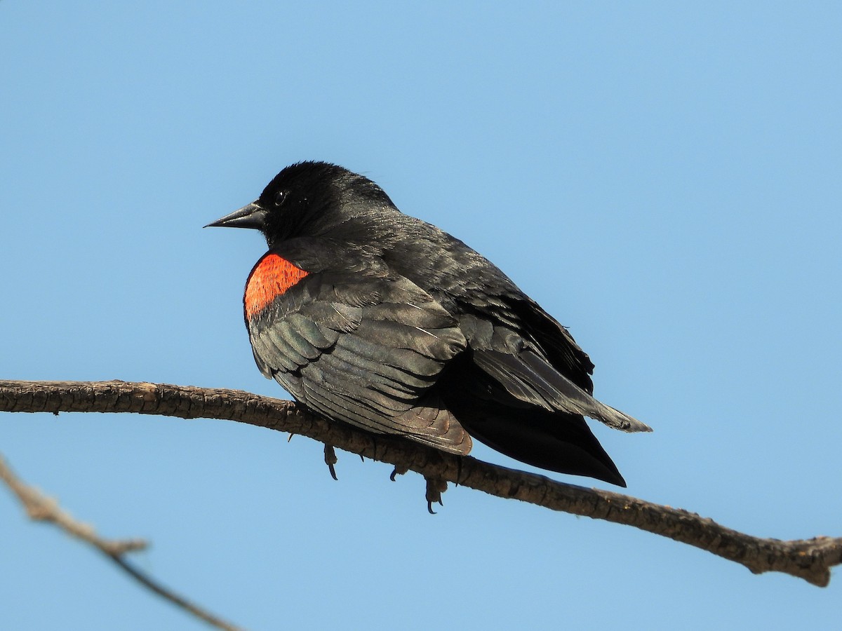 Red-winged Blackbird - ML234110591