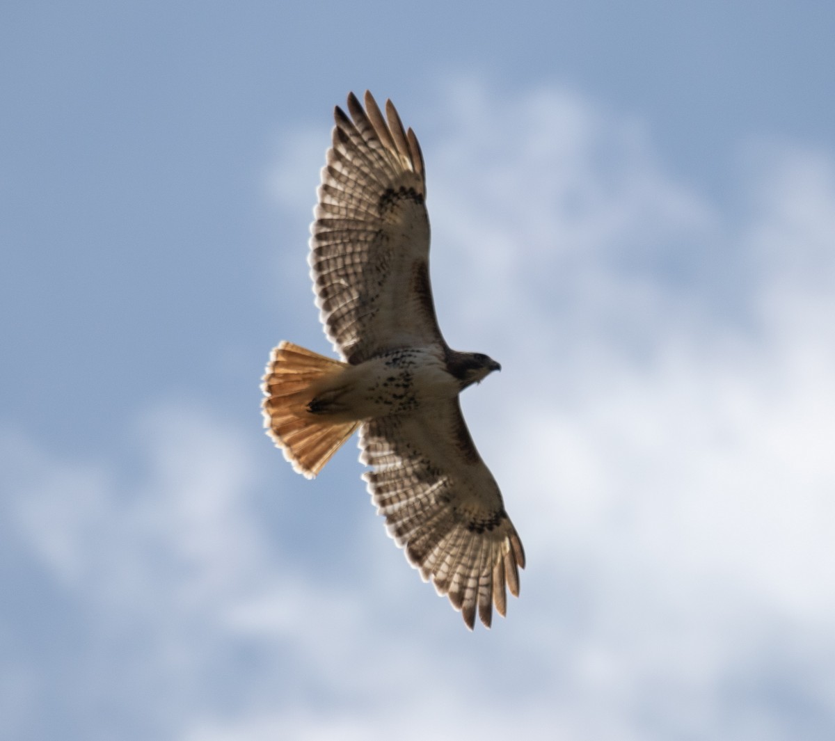 Red-tailed Hawk - ML234111651