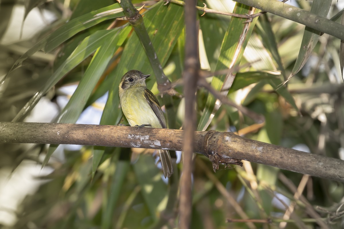 Sepia-capped Flycatcher - ML234114031