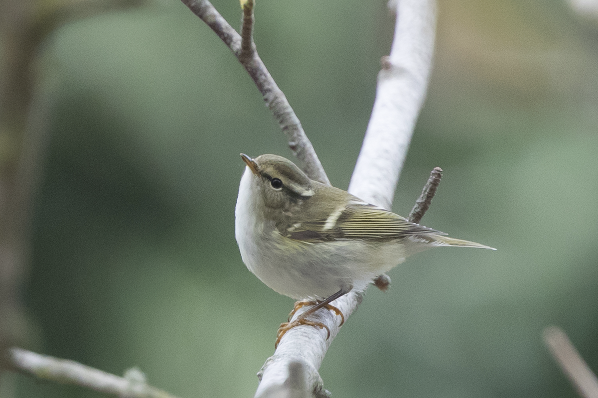 Yellow-browed Warbler - ML234114401