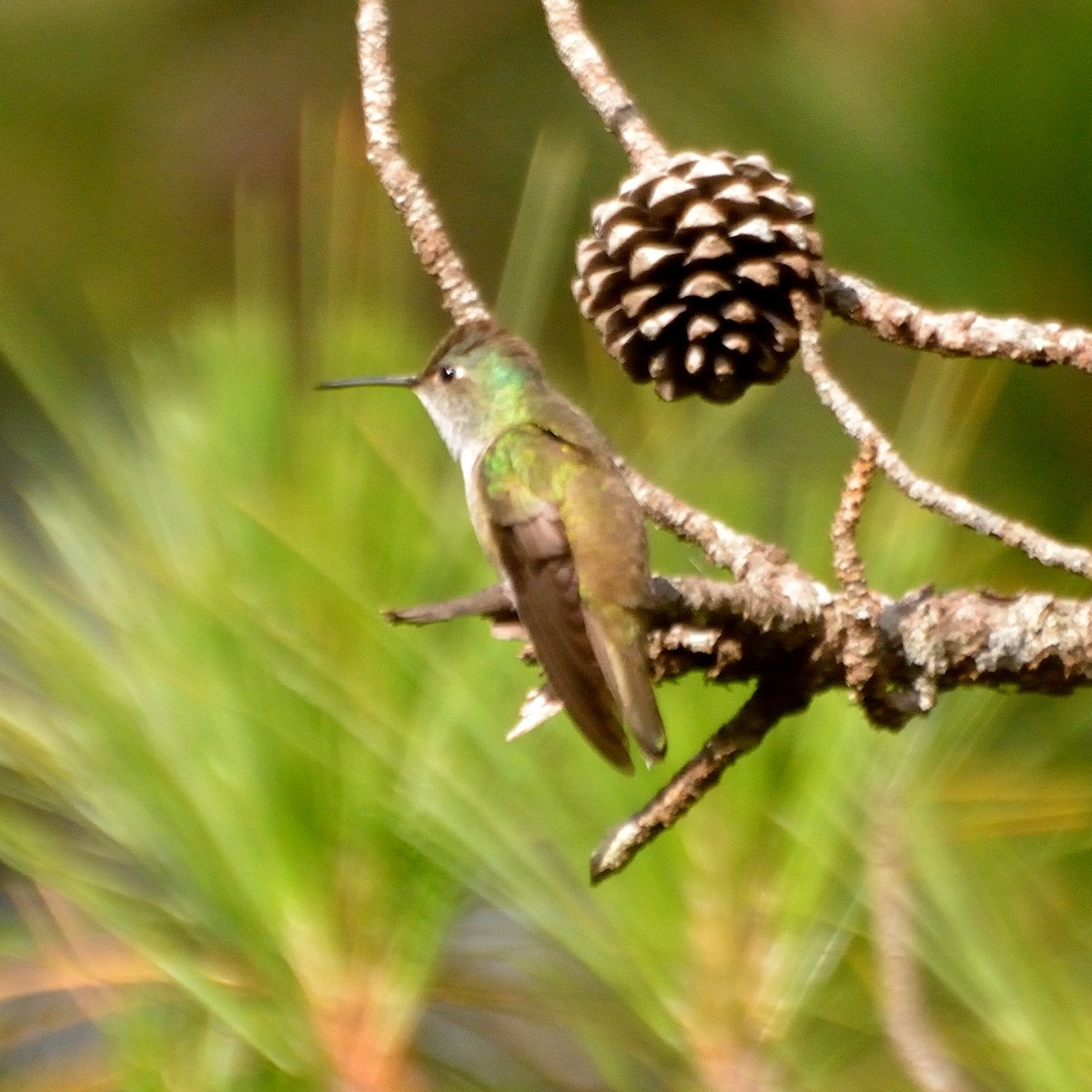 Azure-crowned Hummingbird - ML234115041
