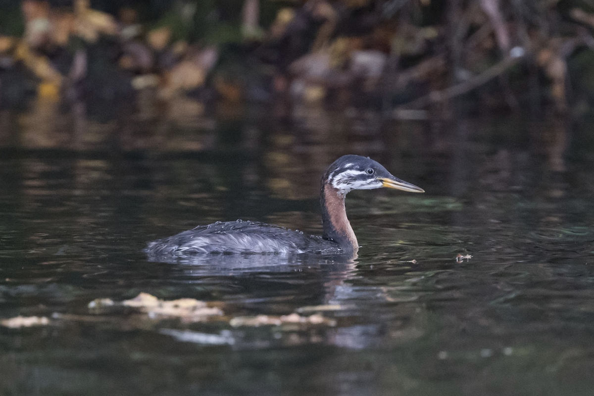 Red-necked Grebe - ML234115851