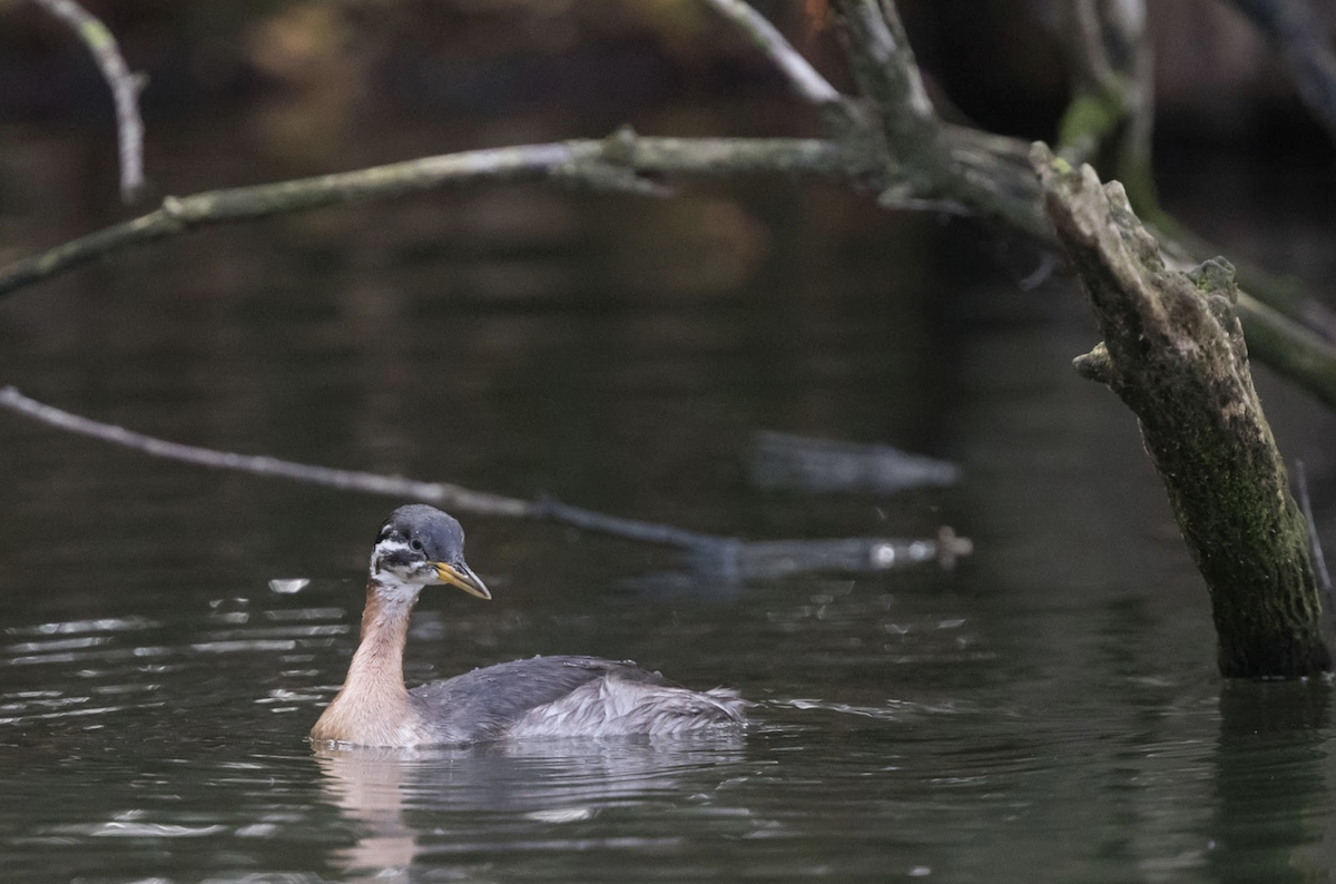 Red-necked Grebe - ML234115871
