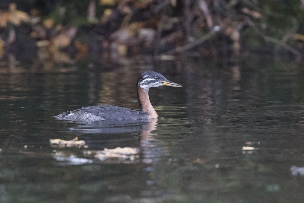 Red-necked Grebe - ML234115881