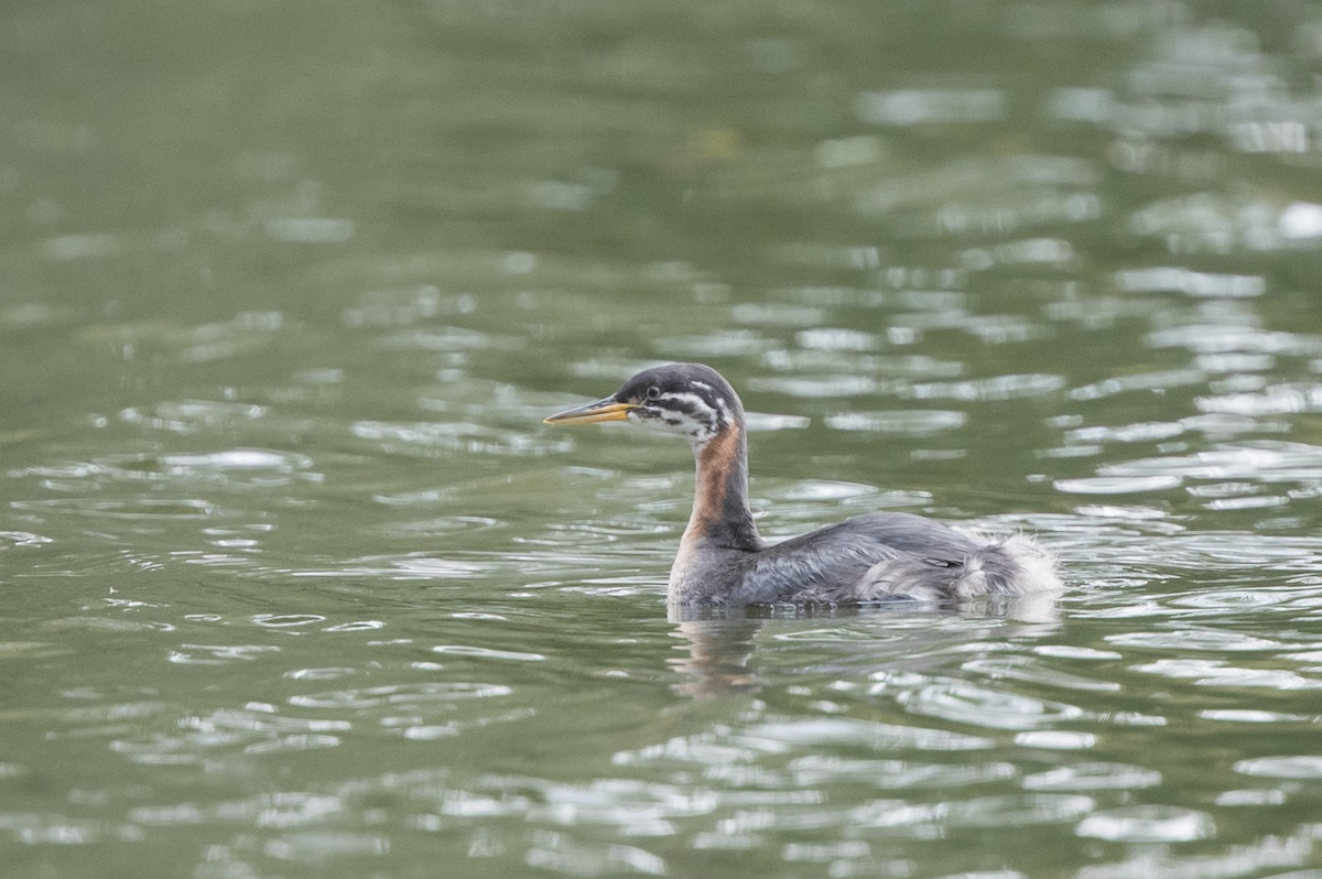 Red-necked Grebe - ML234115891