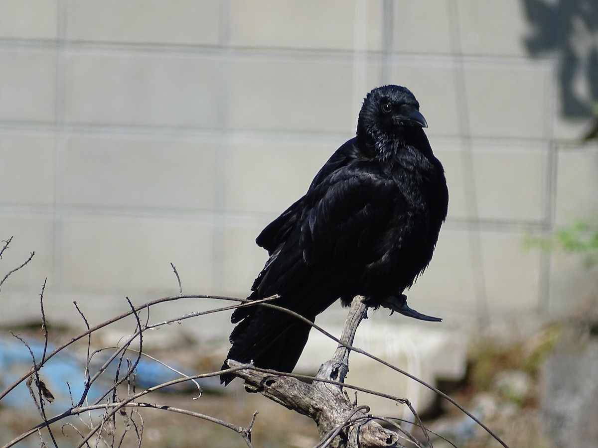 Carrion Crow - Gerben ter Haar