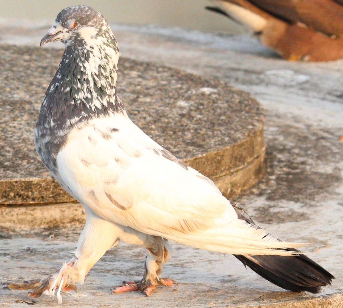 Rock Pigeon (Feral Pigeon) - Ajay Sarvagnam