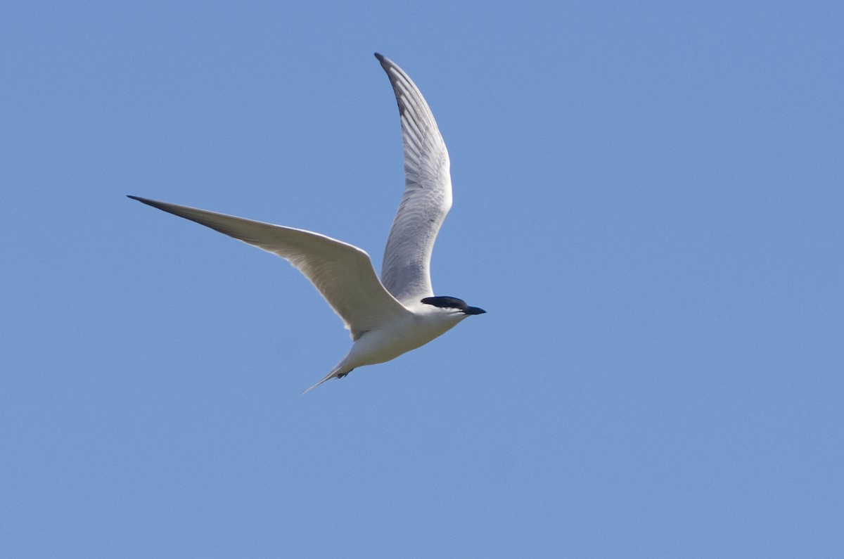 Gull-billed Tern - ML234130121