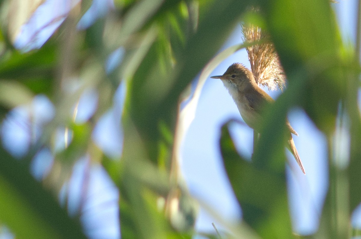 Common Reed Warbler - ML234130271