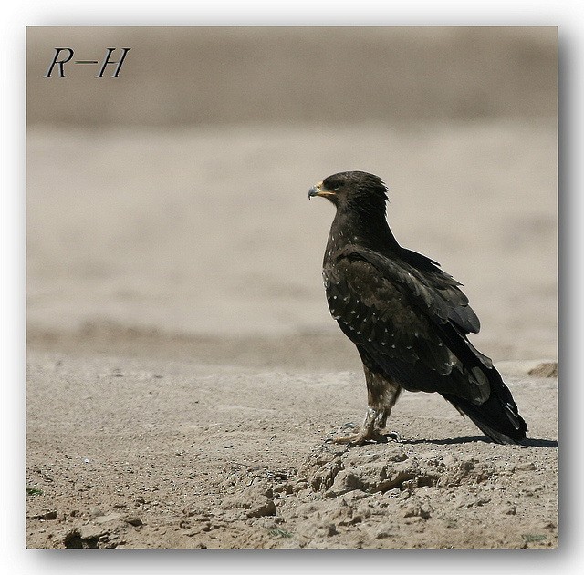 Lesser/Greater Spotted Eagle - rashed hajji