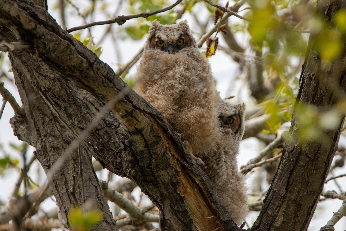 Great Horned Owl - ML234131521
