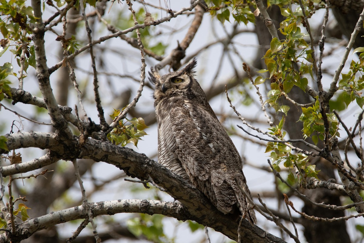 Great Horned Owl - ML234131561