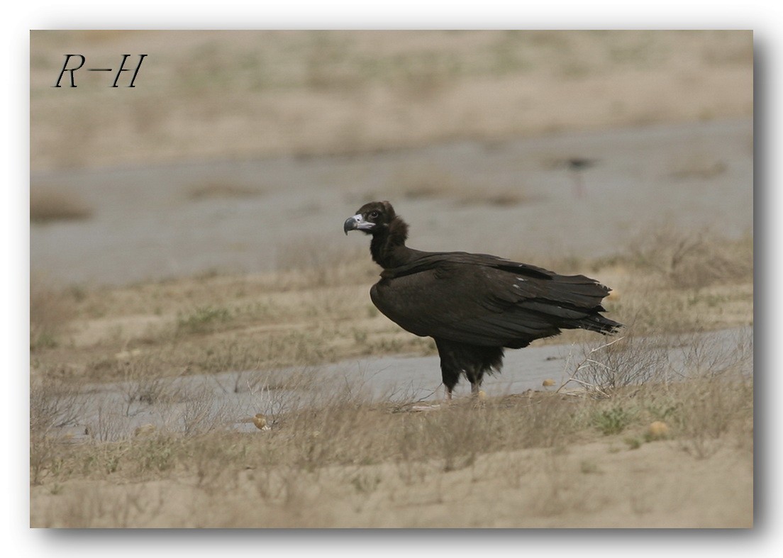 Cinereous Vulture - rashed hajji