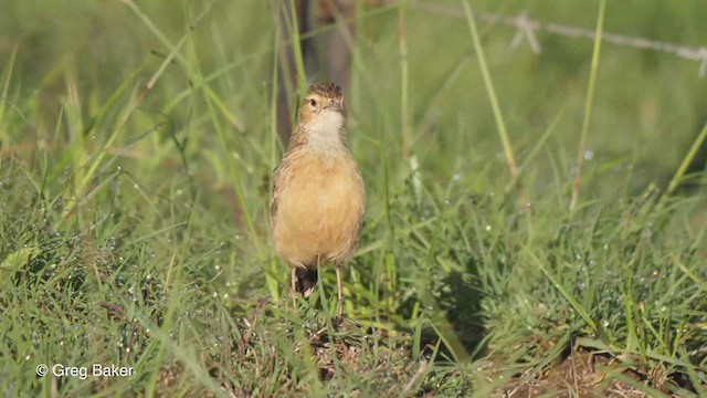 Video - Spike-heeled Lark - Chersomanes albofasciata - Birds of