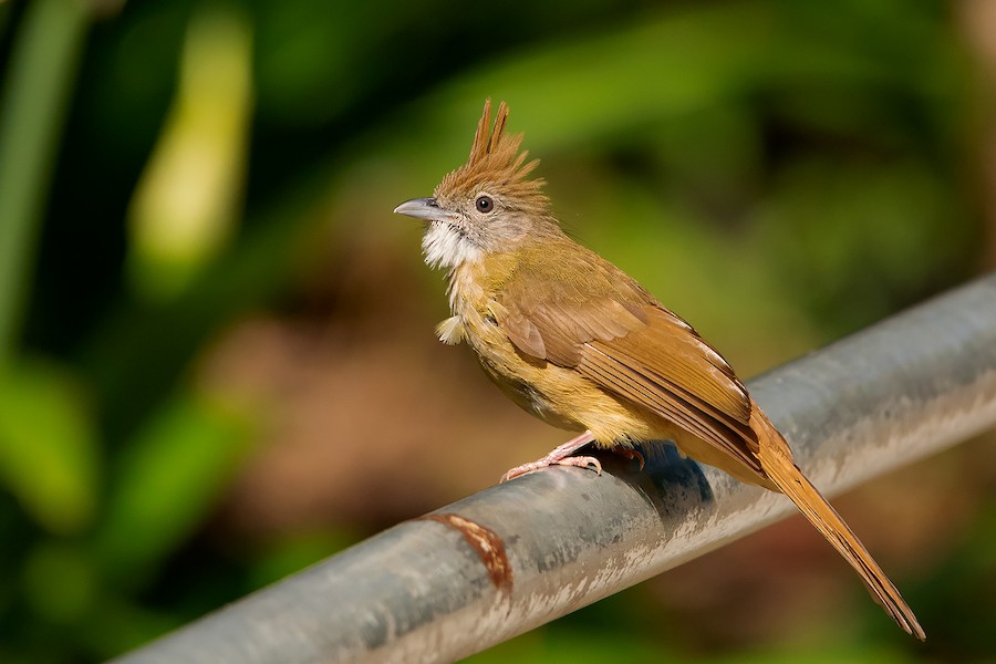 Bulbul pálido (grupo pallidus) - eBird