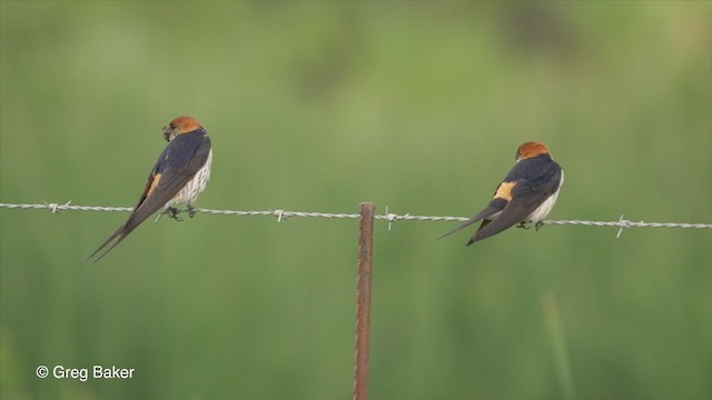 Greater Striped Swallow - ML234137411