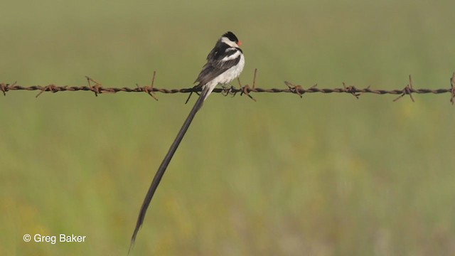 Pin-tailed Whydah - ML234137861