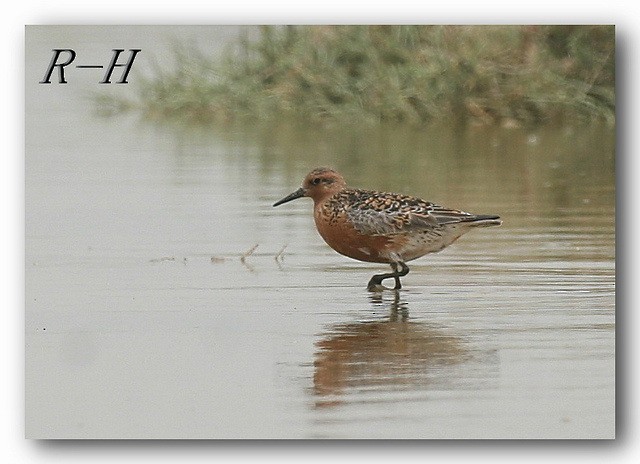 Red Knot - ML23414271