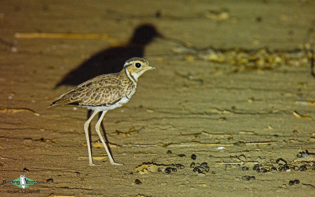 Three-banded Courser - Dylan Vasapolli - Birding Ecotours