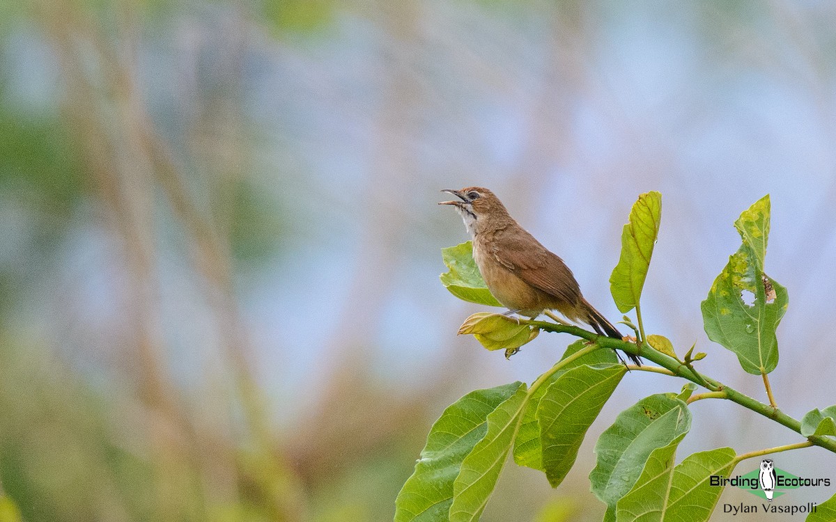 Moustached Grass-Warbler - ML234143761