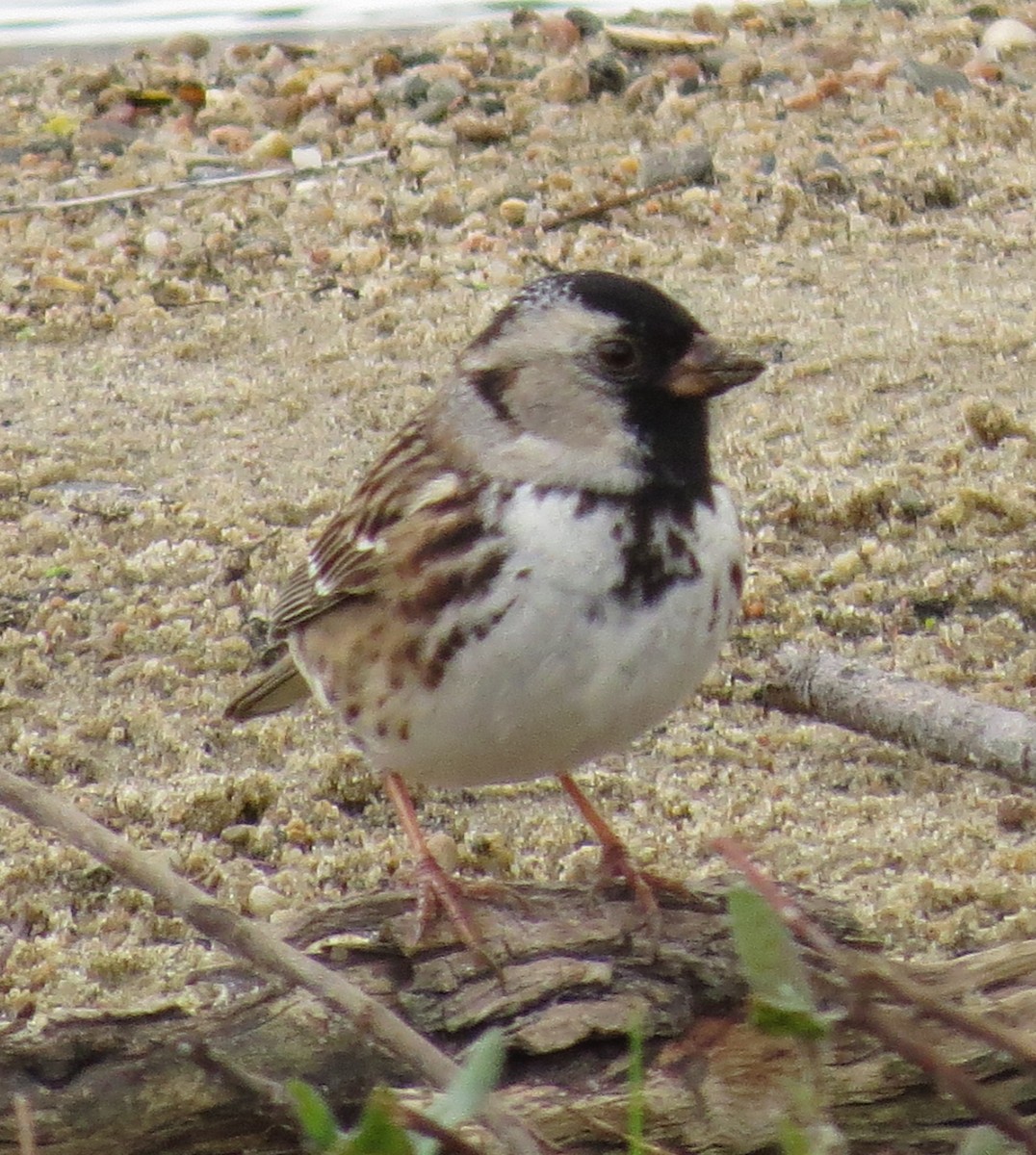 Harris's Sparrow - ML234144631