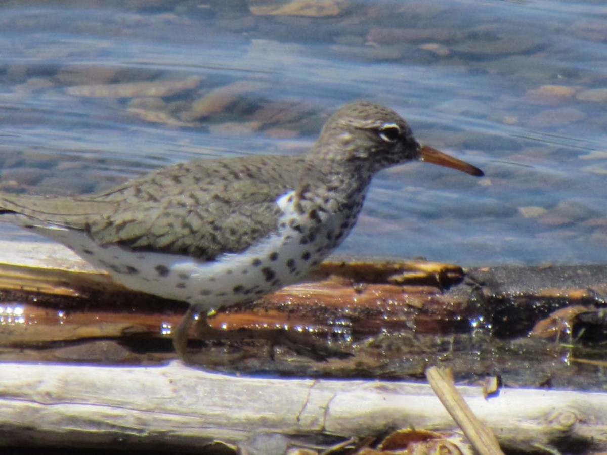 Spotted Sandpiper - lisa clements