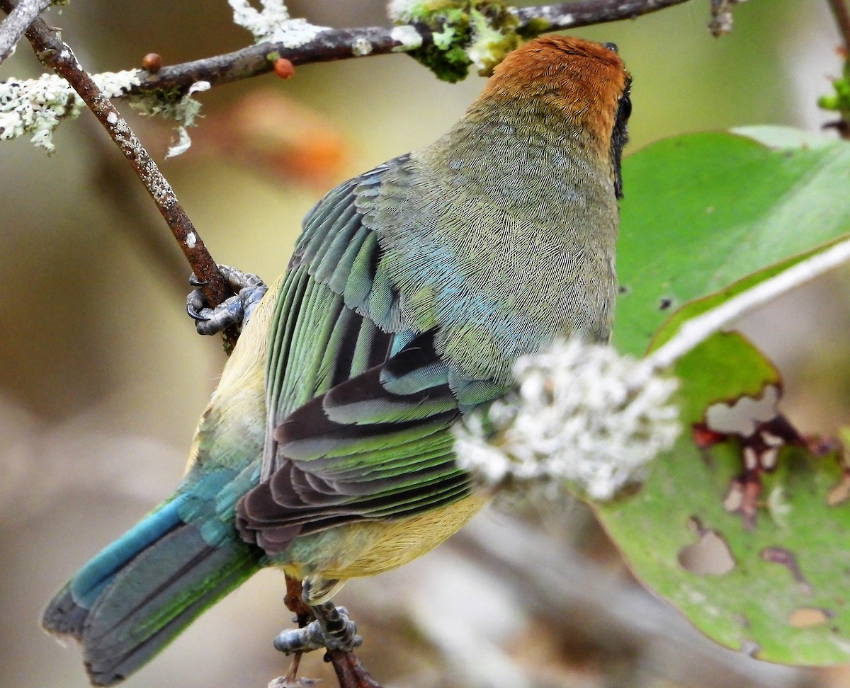 Burnished-buff Tanager (Rufous-crowned) - ML234145901