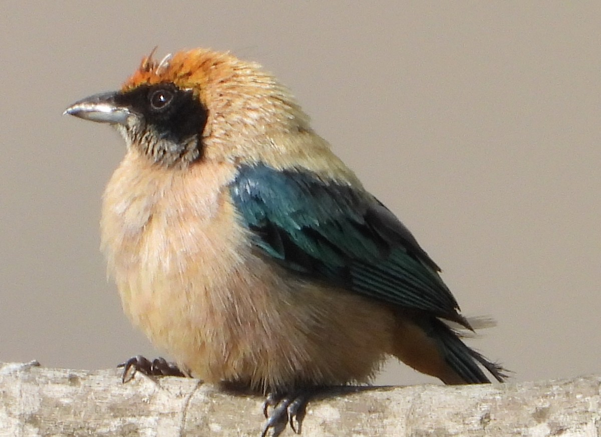 Burnished-buff Tanager (Rufous-crowned) - ML234145911