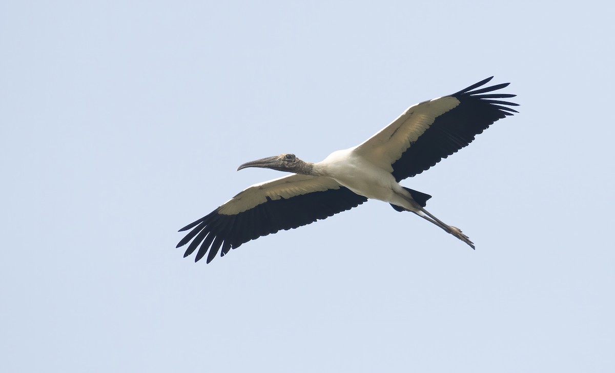 Wood Stork - Marky Mutchler