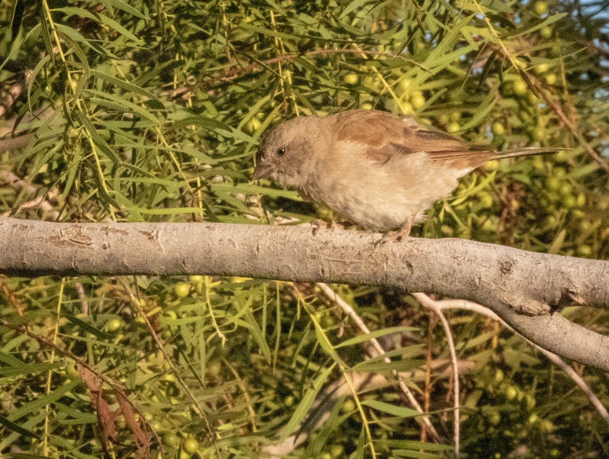 Southern Gray-headed Sparrow - Tanya Hattingh