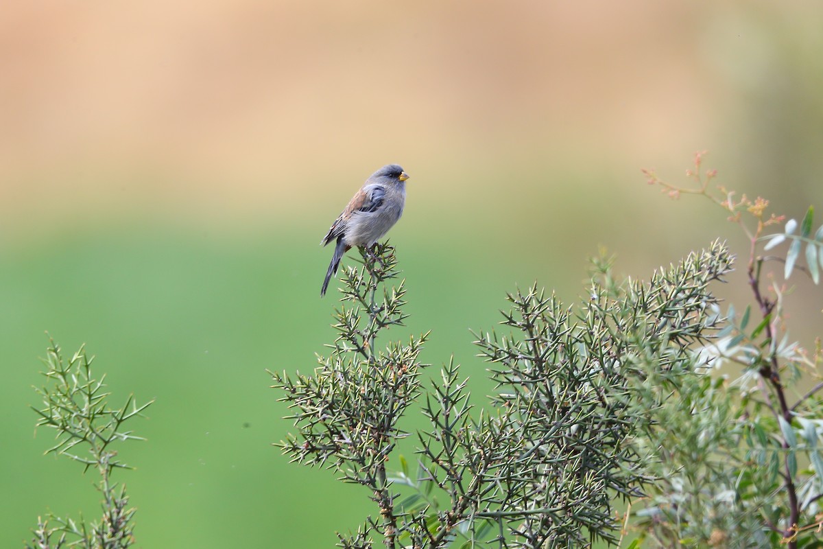 Band-tailed Seedeater - Jon Irvine