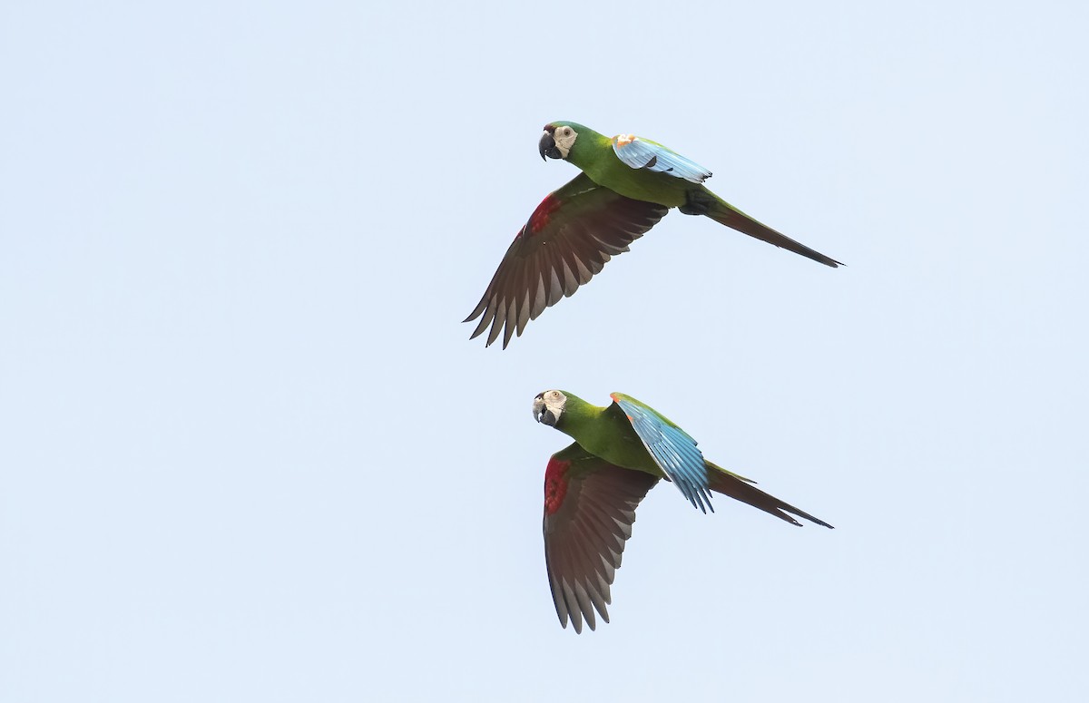 Chestnut-fronted Macaw - ML234152321