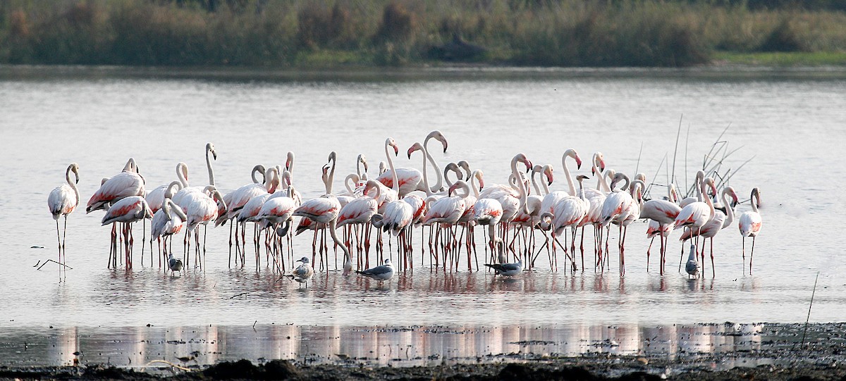 Greater Flamingo - David Conn