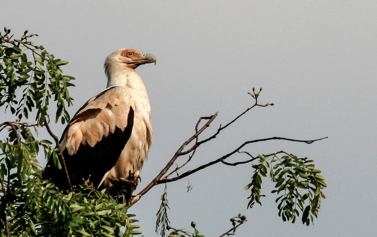 African Fish-Eagle - ML234156291