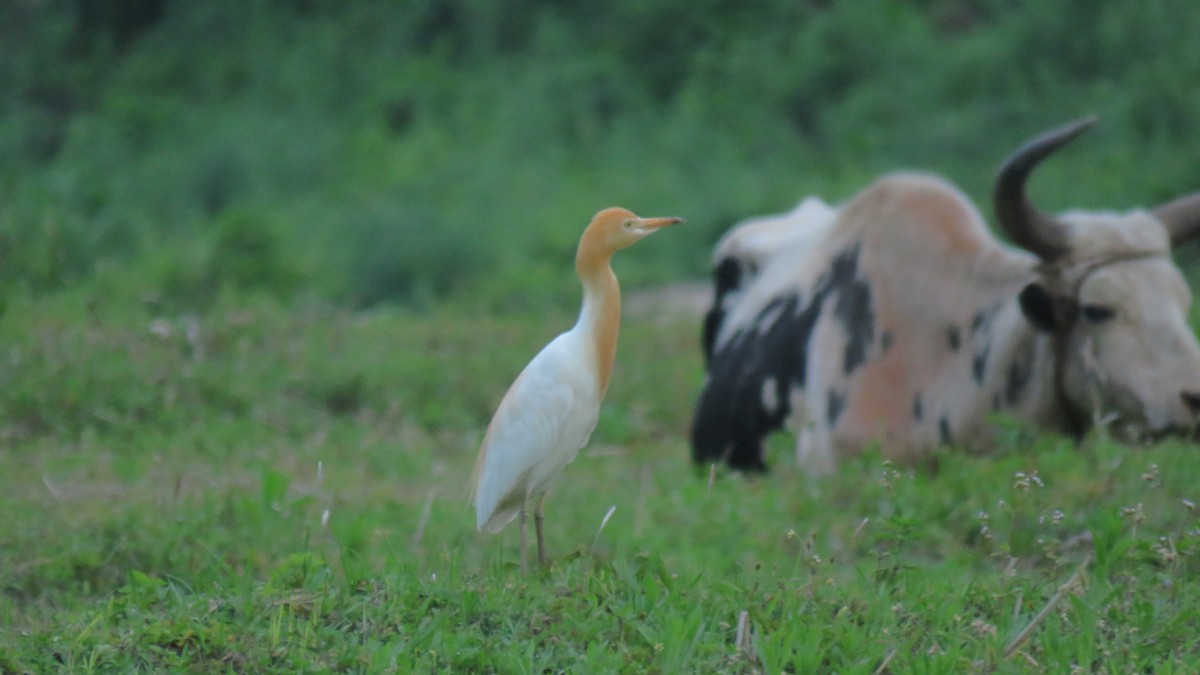 Eastern Cattle Egret - Lagay Tshering