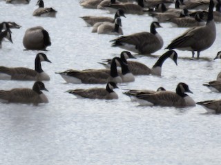 Cackling Goose (Richardson's), ML23416511
