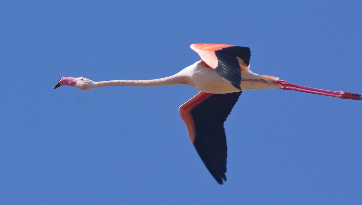 Greater Flamingo - ML234165961