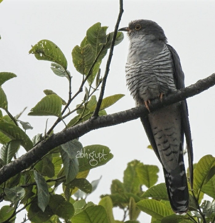 Common Cuckoo - Abhishek Gupta