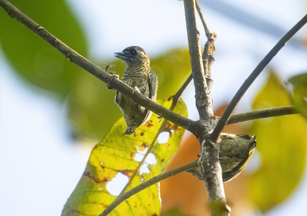 Bar-breasted Piculet - ML234168791