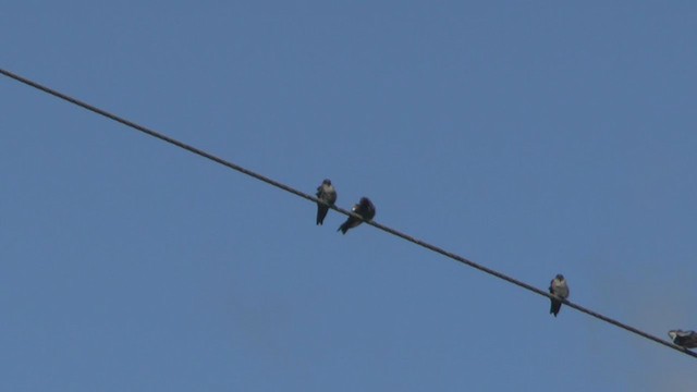 White-thighed Swallow - ML234169371