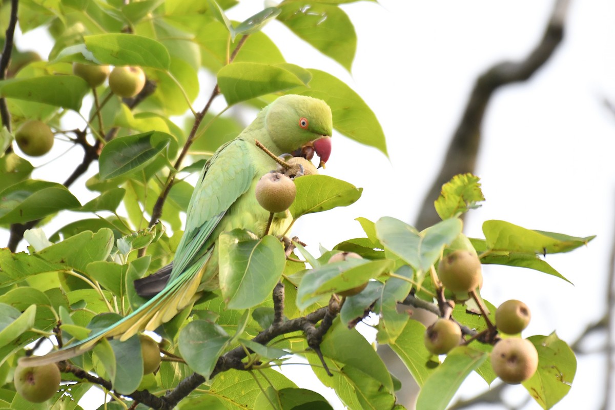 Rose-ringed Parakeet - Ian Hearn