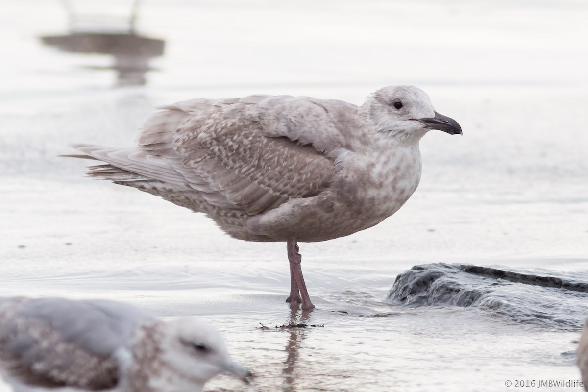 Glaucous-winged Gull - Jeff Bray