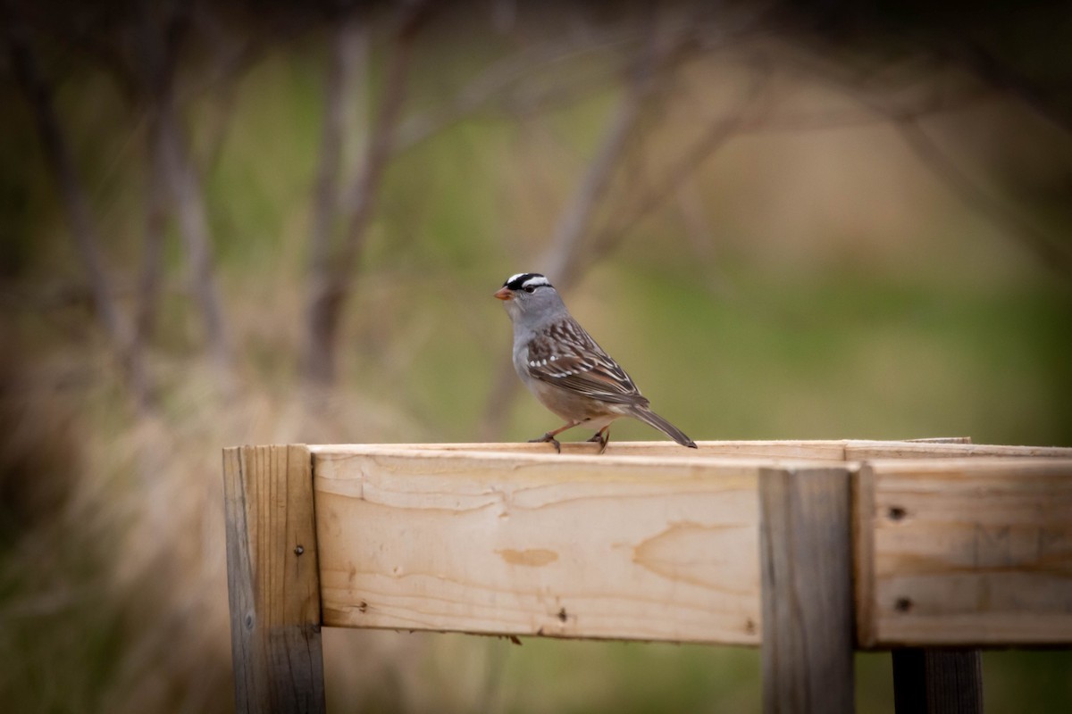 White-crowned Sparrow - Kyle Ruttan