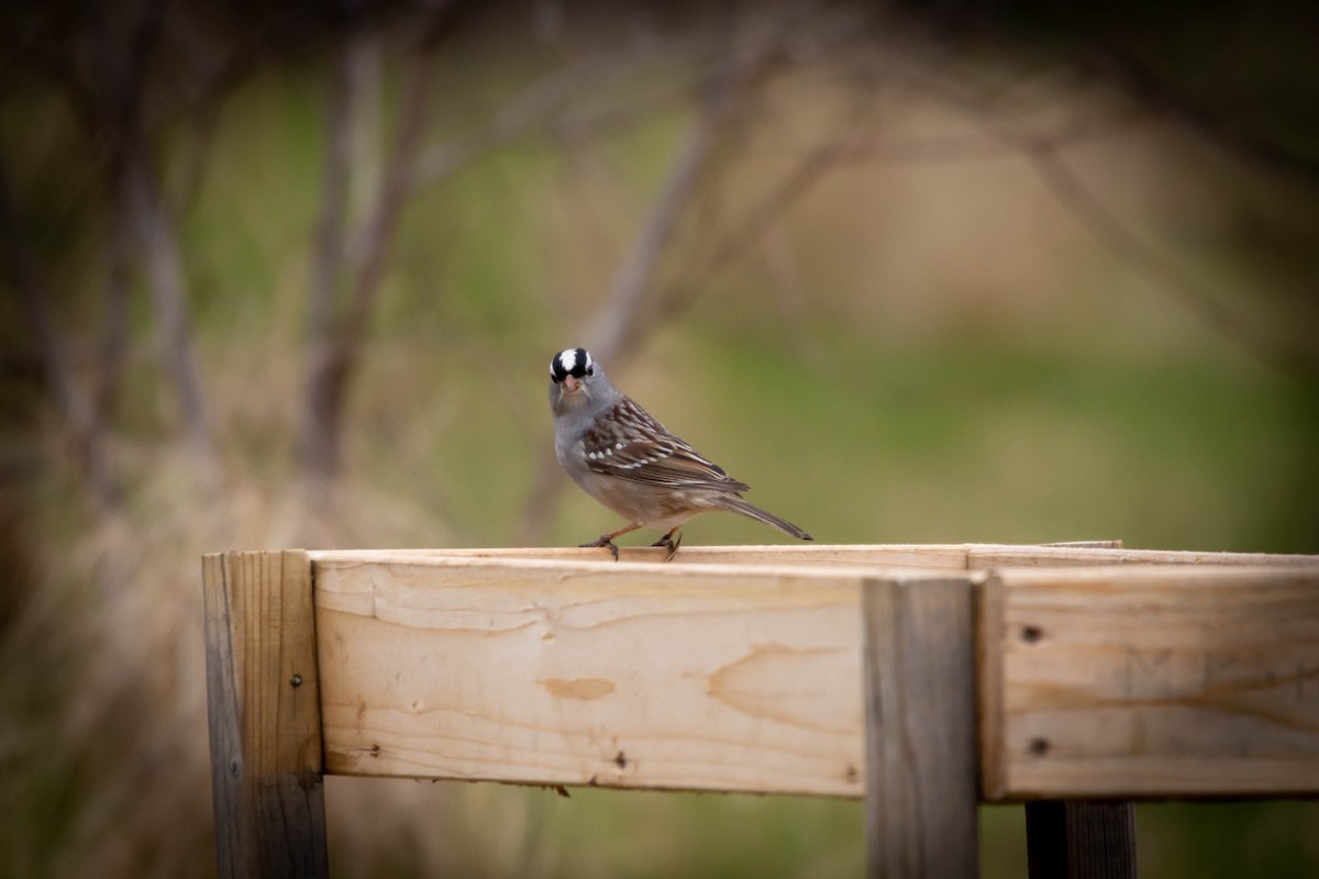 White-crowned Sparrow - ML234172421