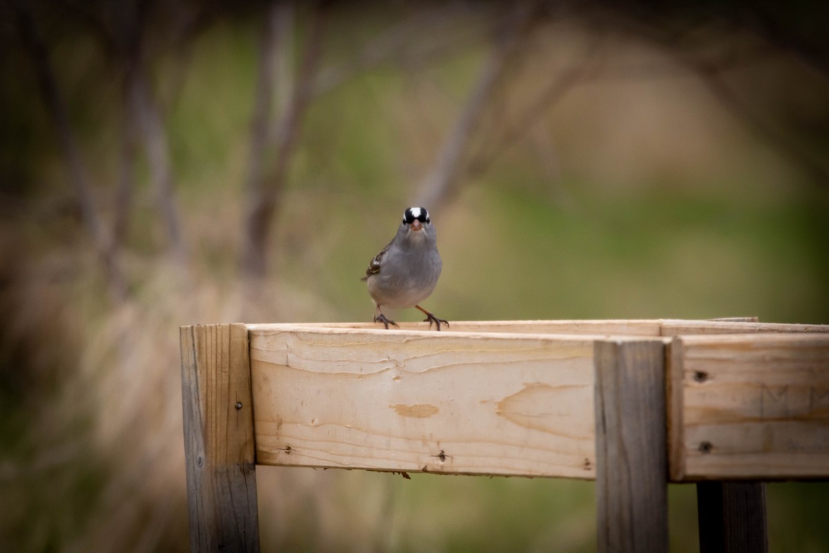White-crowned Sparrow - ML234172431
