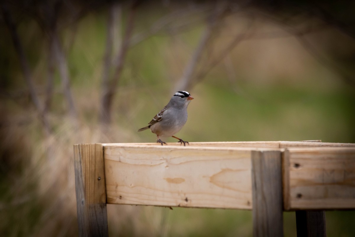 White-crowned Sparrow - ML234172441