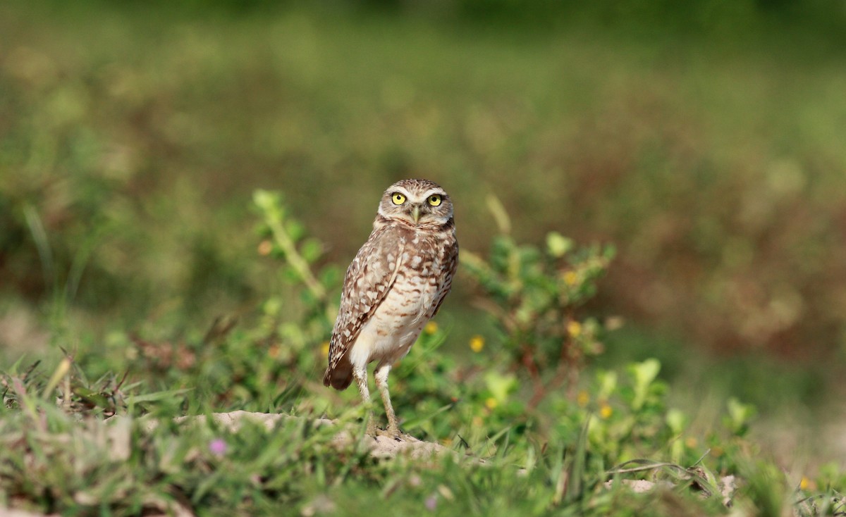Burrowing Owl - ML23417301